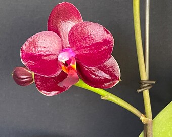 Phalaenopsis Sogo Rose (Phal. Golden Sun x Phal. Sogo Kaiulani)