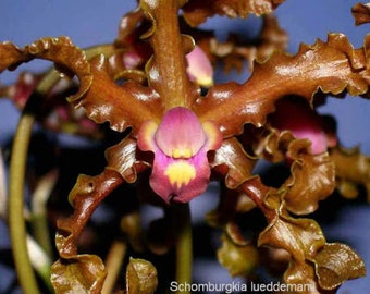 Schomburgkia lueddemannii / Laelia lueddemannii