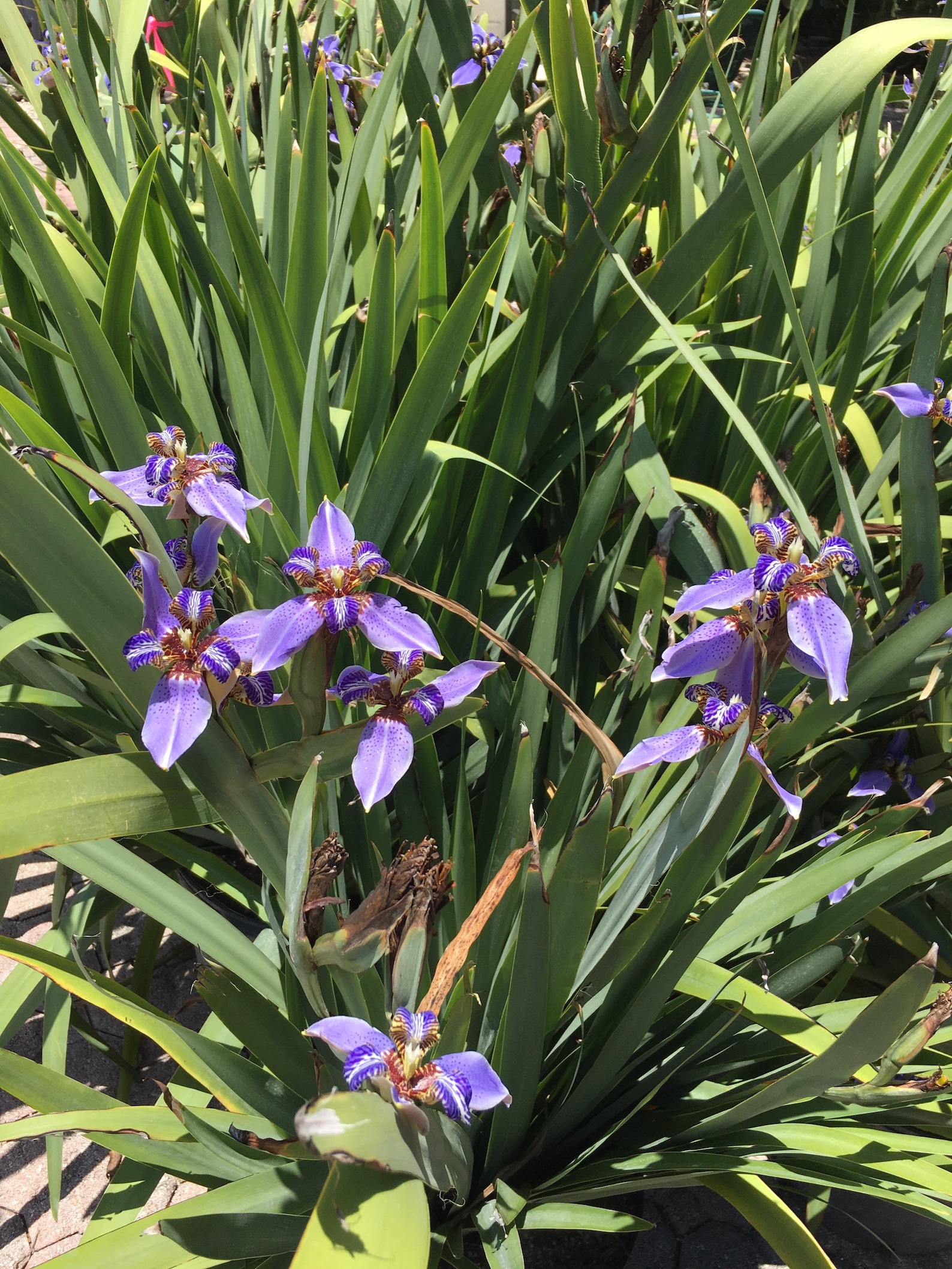 Walking Iris / Iris Giganticaerulea / Giant Blue Iris / Blue Etsy