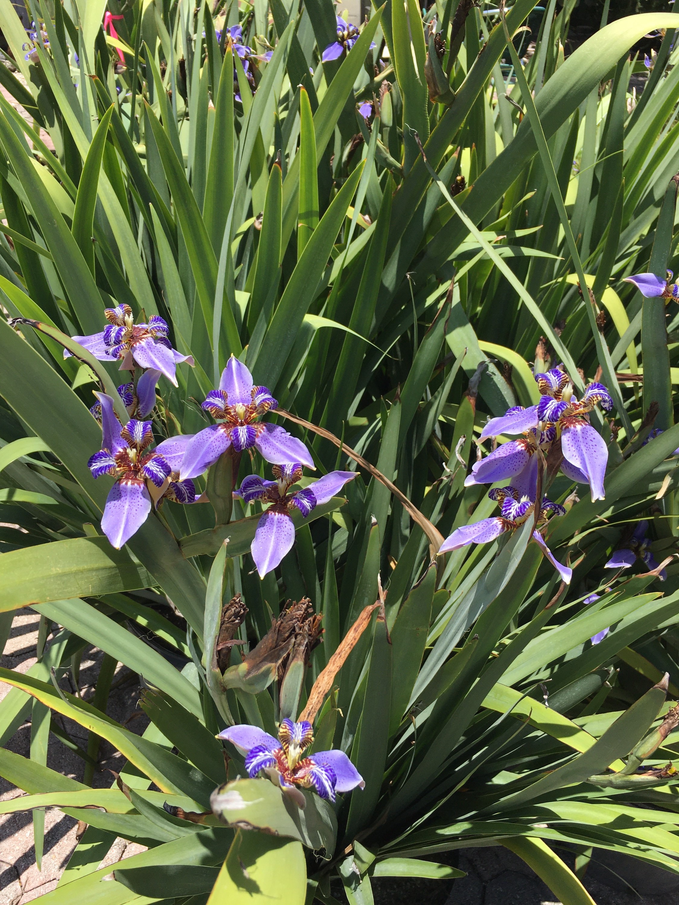 Walking Iris / Iris Giganticaerulea / Giant Blue Iris / Blue Etsy New
