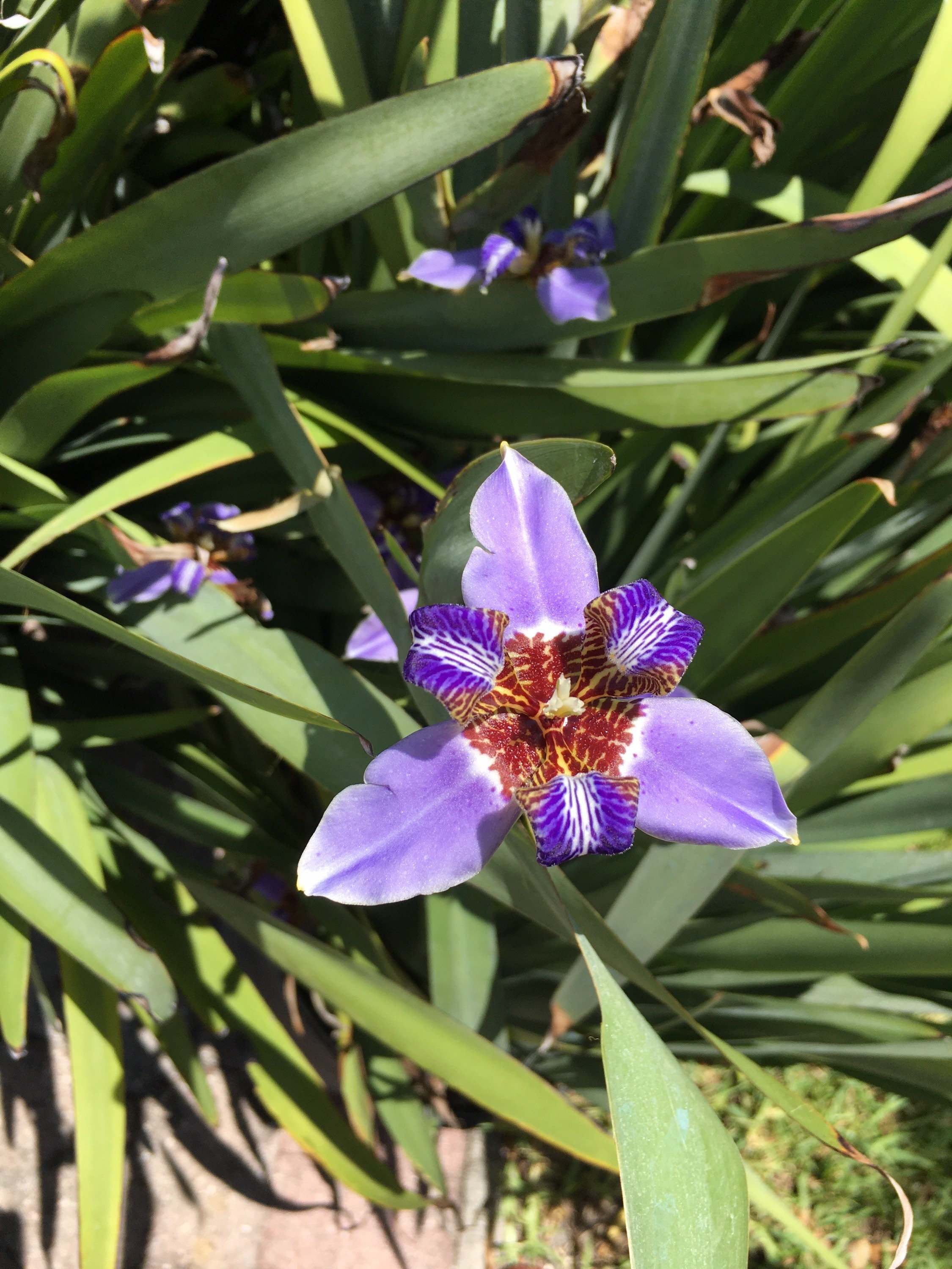Walking Iris / Iris Giganticaerulea / Giant Blue Iris / Blue Etsy New Zealand