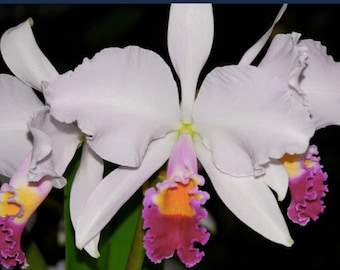 Cattleya trianae division of my plant