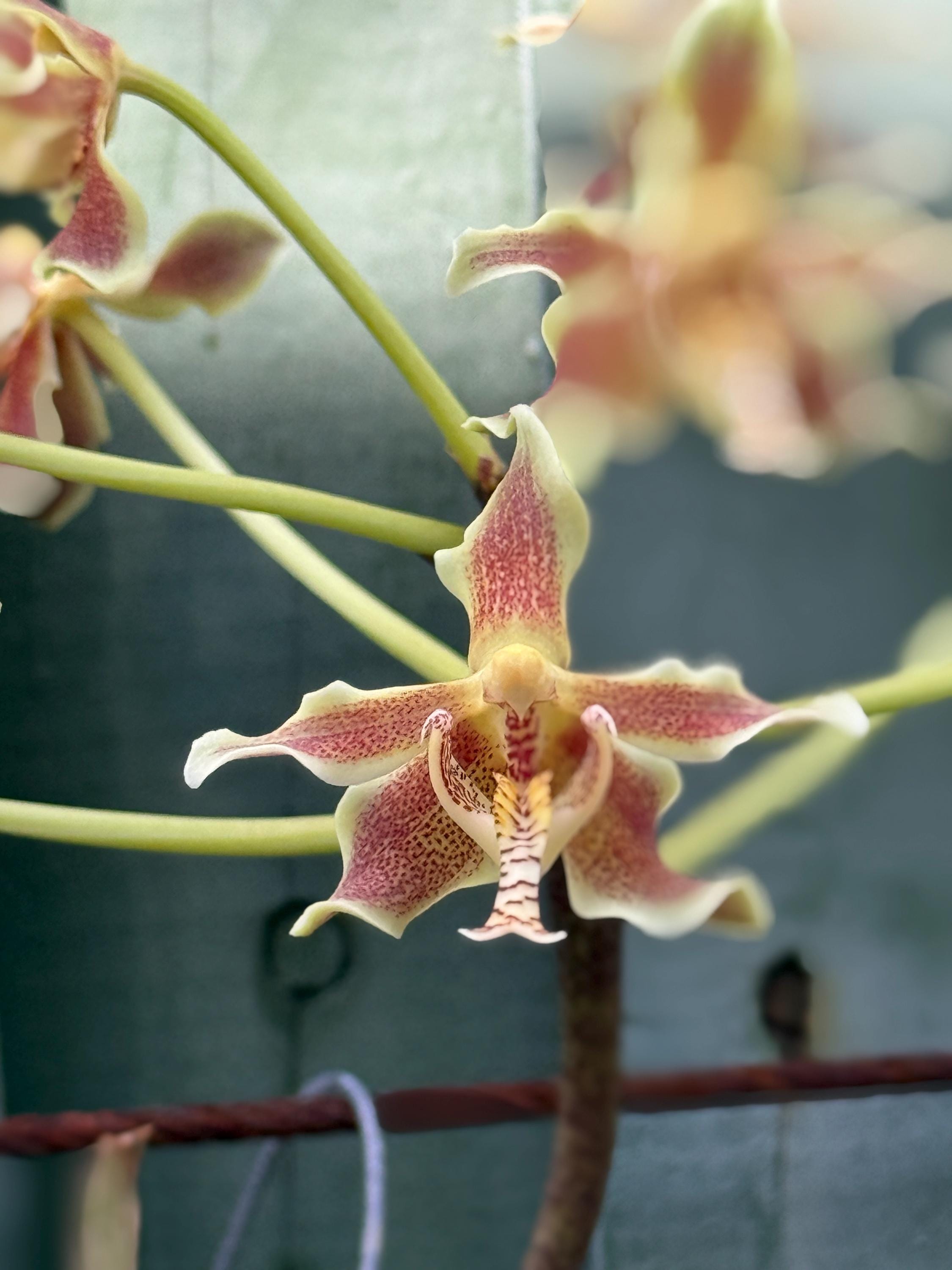 Paraphalaenopsis Serpentilingua X Labukensis - Etsy