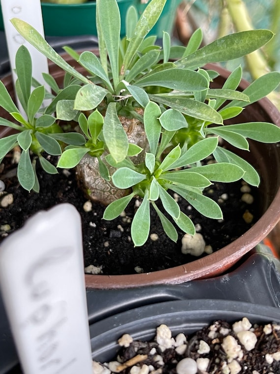 ユーフォルビア　峨眉山(euphorbia japonica) ユーフォルビア ' 峨眉山 ' Euphorbia ' Gabizan ' E.japonica