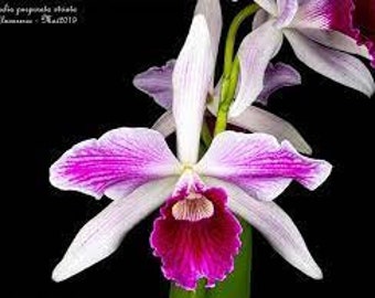 Laelia purpurata