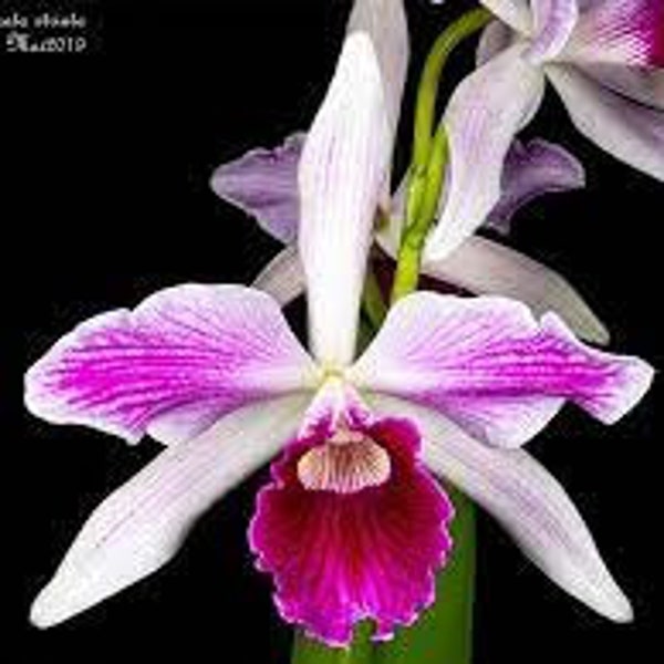 Laelia purpurata