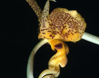 Stanhopea whittenii