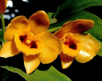 Dendrobium chrysanthum