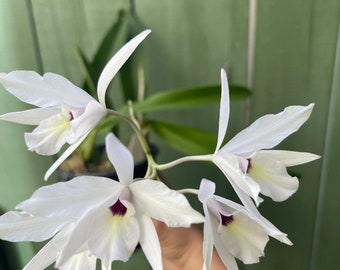 Laelia rubescens