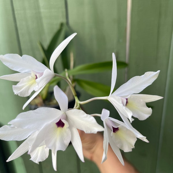 Laelia rubescens