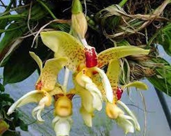 stanhopea maculosa