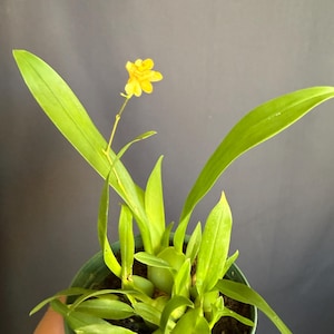 May include: A potted orchid plant with vibrant green leaves and a single, bright yellow flower in full bloom. The plant is in a green plastic pot, set against a dark gray background. The leaves are long and slender.