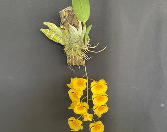 Dendrobium lindleyi (aggregatum ) - mounted