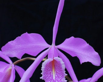 Cattleya maxima Tall