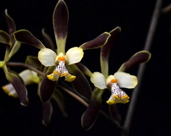 Encyclia alata x Fowliei