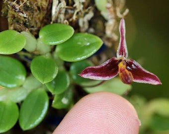 Bulbophyllum alkmaarense in a 4'' pot