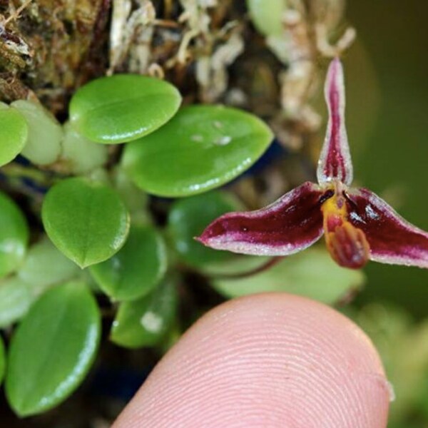 Bulbophyllum alkmaarense in a 4'' pot