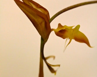 Gongora aromatica in a 4'' pot