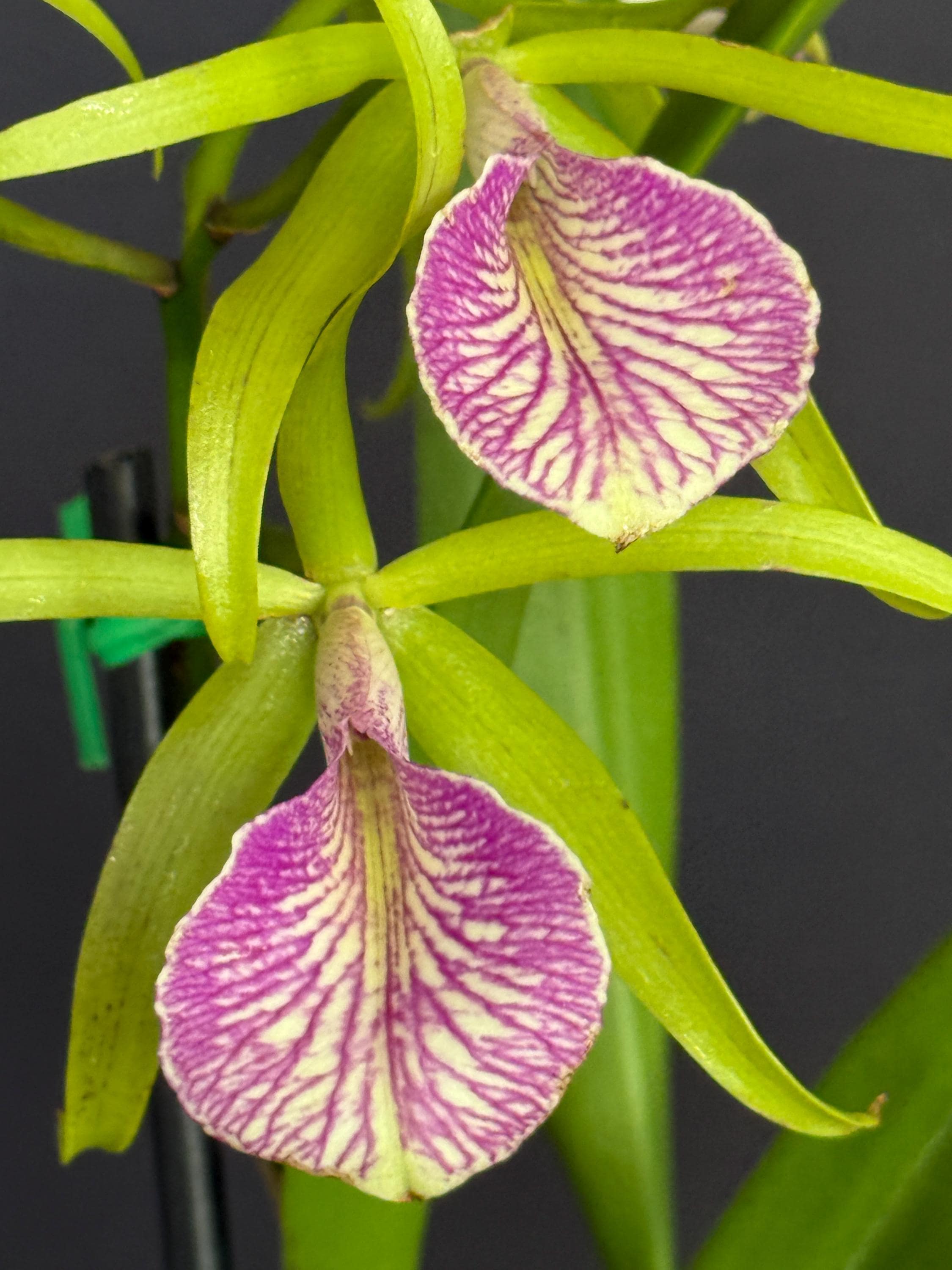 ファビュラスシャイン ファビュラスシャイン