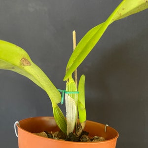 Cattleya jenmanii semi alba image 4