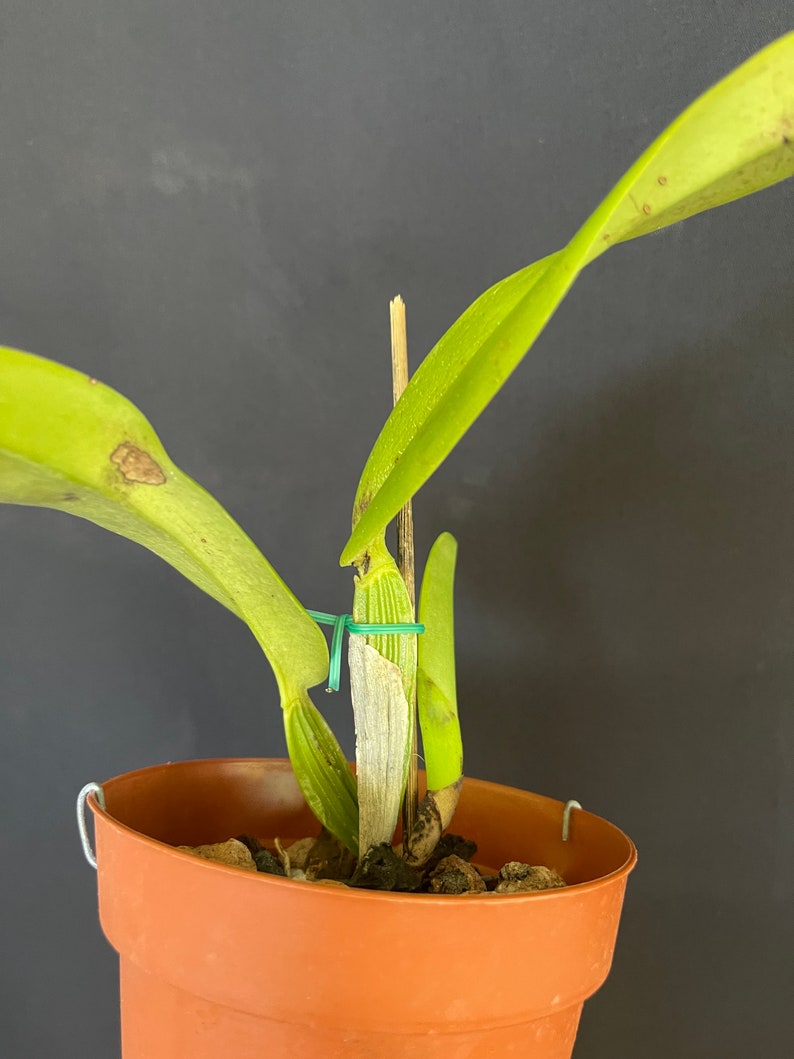 Cattleya jenmanii semi alba image 4