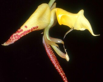 gongora irmgardiae in a 4" pot