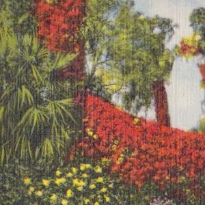 Conjunto de dos postales de lino de Florida: río Suwannee y Flame Vine, sin usar