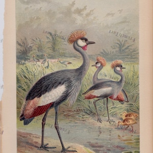 1890s Bird Print Chromolithograph Natural History Balearic Cranes