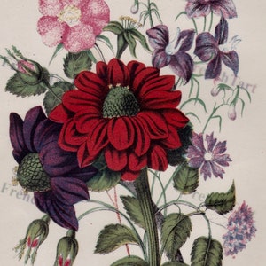 1847 Antique Chromolithograph Botanical Print Dahlias Rosebuds Cornflower & Violets