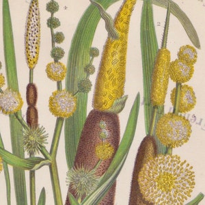 1890er Jahre seltene Farbe Lithographie Anne Pratt Druck Englisch Reeds & Rushes 9 x 6