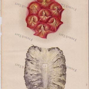 1905 Chromolithograph Print Pineapple Cross Section Dept Of Agriculture Antique Book Plate