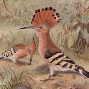 1890s Bird Print Chromolithograph Hoopoes Crested Striped Fowl P.J. Smit