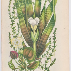 1890er Jahre seltene Farbe Lithographie Anne Pratt Druck englisch Wasserblumen 9 x 6