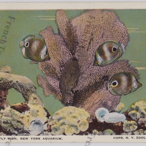1950 年代のニューヨーク水族館のポストカード バタフライフィッシュ動物学会 RPPC