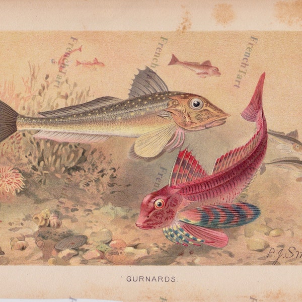 1890s Chromolithograph Fish Print Gurnards by P.J Smit Wonderful Detail & Colors