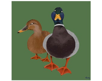 Ducks