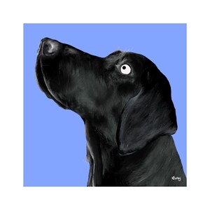 Labrador