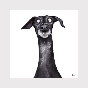 Whippet