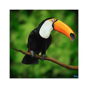 Toucan