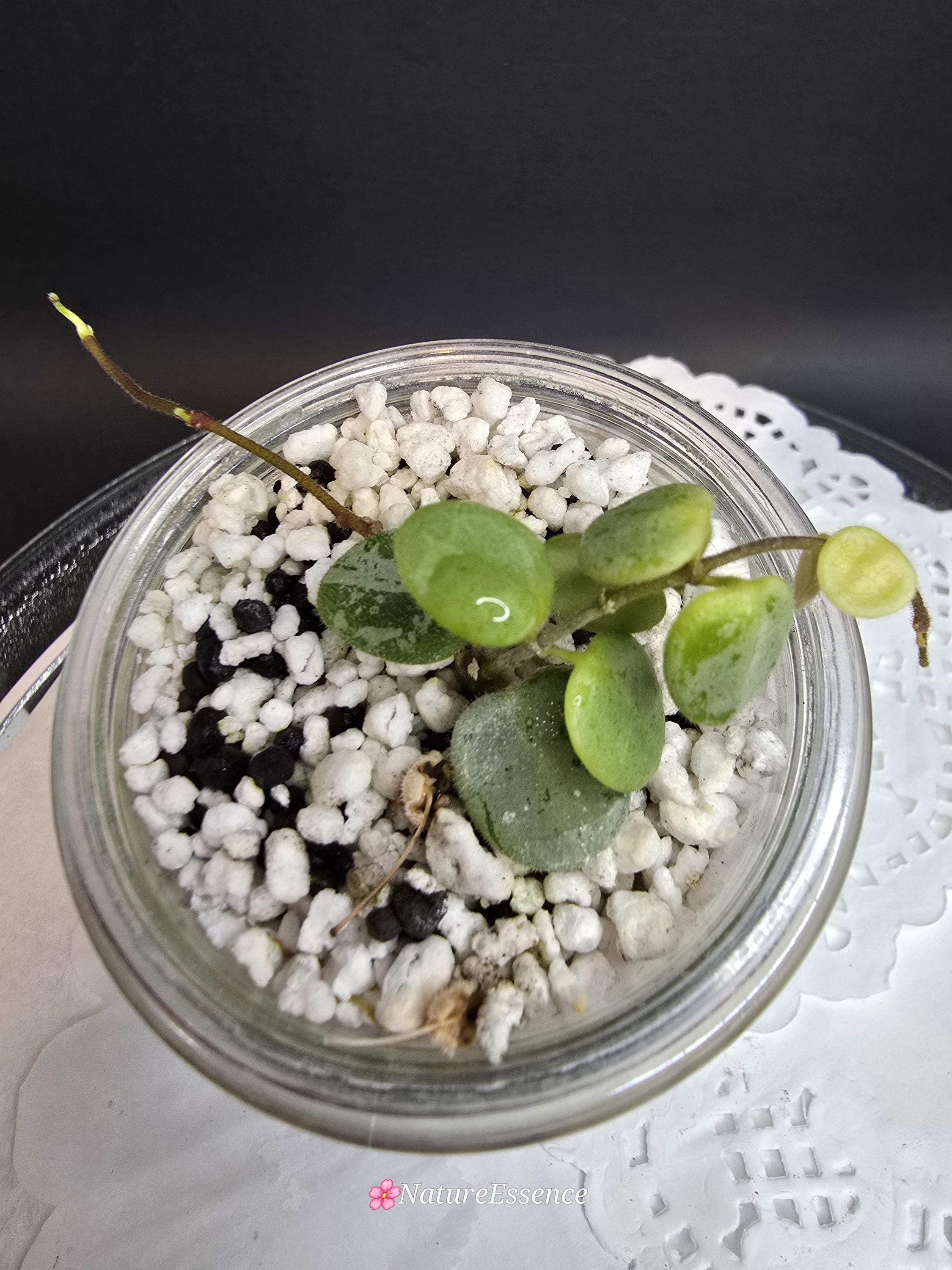 Hoya Serpens - Etsy