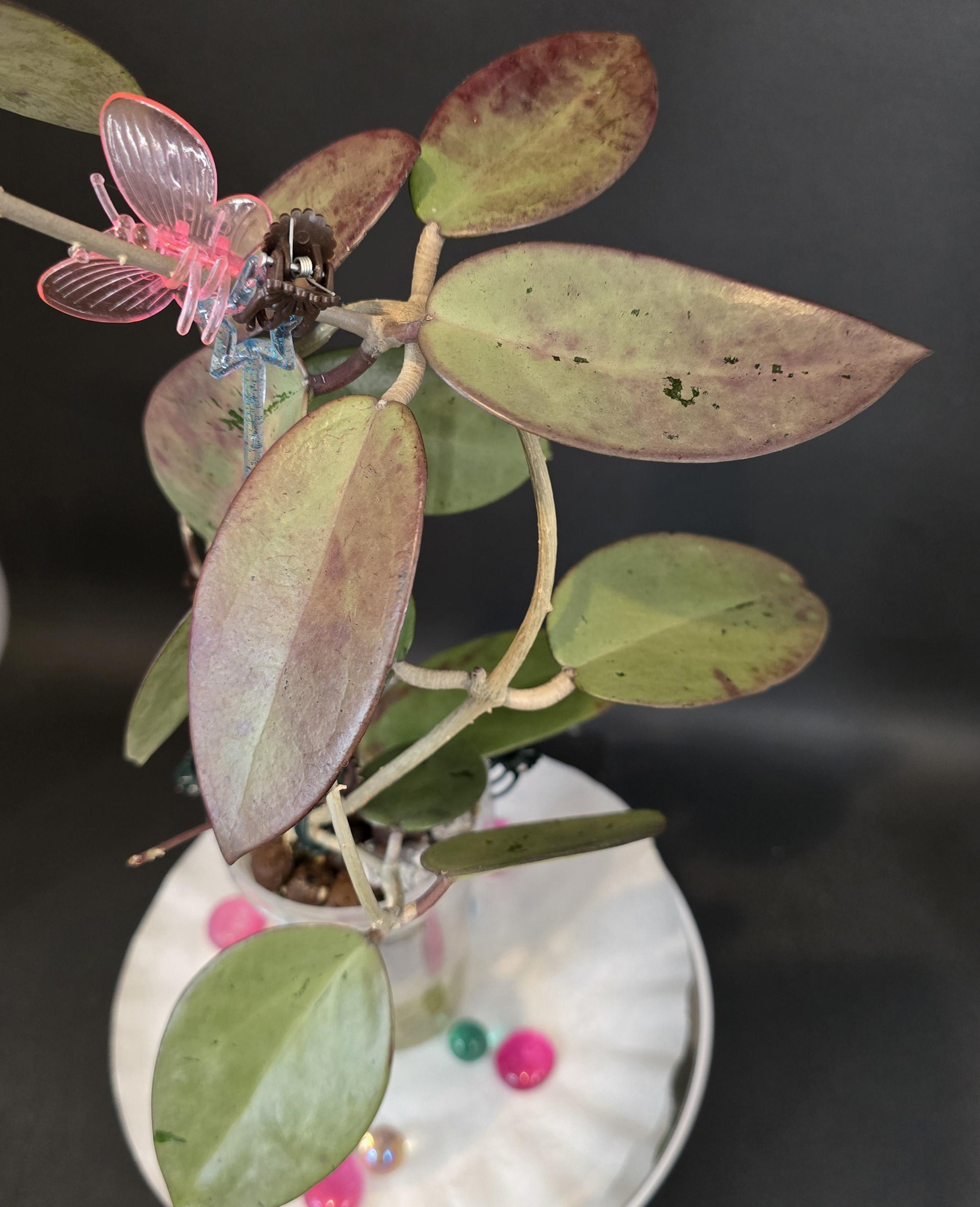 Hoya Silver Dollar - Etsy