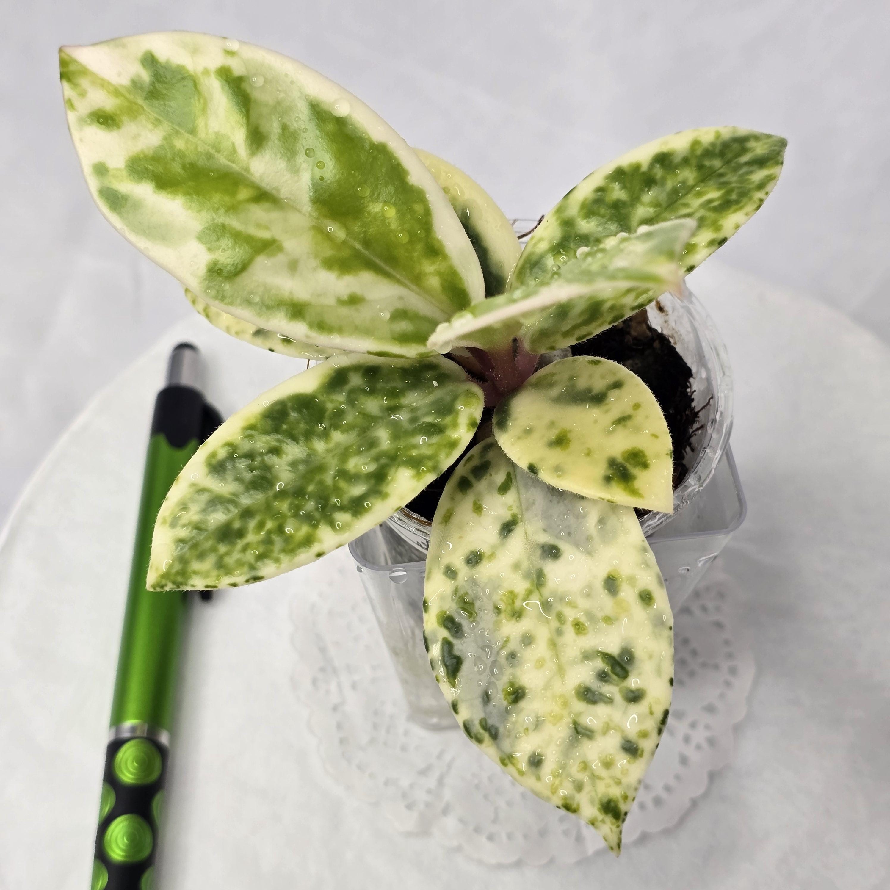 ホヤ　マダラ　 angel Hoya Carnosa Madara 'Snow Angel' (HCMSA1) 🌱 – Next World