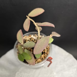 Hoya Nummularioides Silver #8 | Rooted multiple Cuttings in 3oz Cup | Exact Plant
