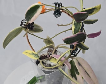 Hoya Lyi NOID UNROOTED Cutting - Etsy