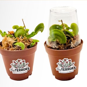 Tiny Terrors - 2 Venus Flytraps - 2" Carnivorous Plant Pot - Shipped w/ Humidity Dome