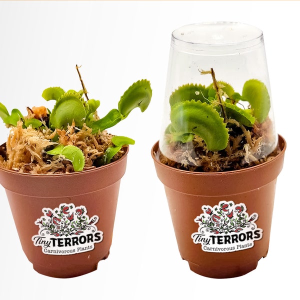 Tiny Terrors - 2 Venus Flytraps - 2" Carnivorous Plant Pot - Shipped w/ Humidity Dome