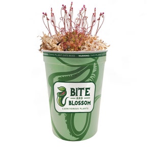 Sundew - Drosera Spathulata - Carnivorous Plant - The Killer Plant Company