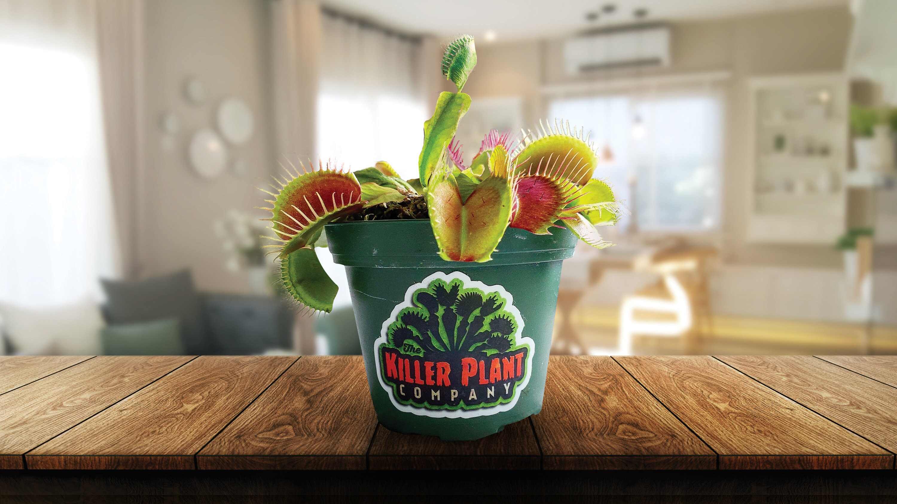 King Henry - Largest Sized Venus Fly Trap  - Fastest Shipping - Carni…