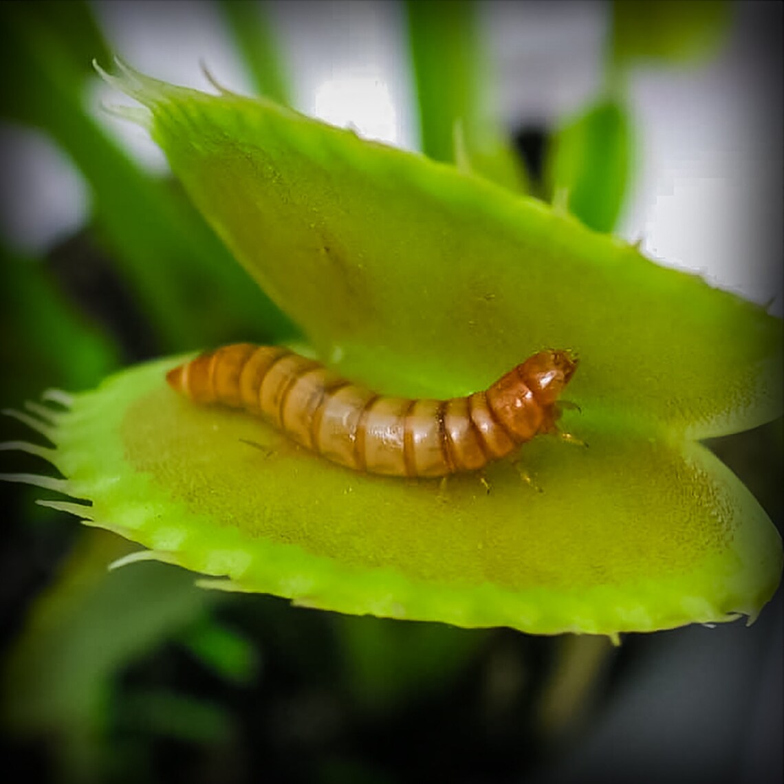 Venus Fly Trap Food Freeze Dried Meal Worms 4oz Etsy