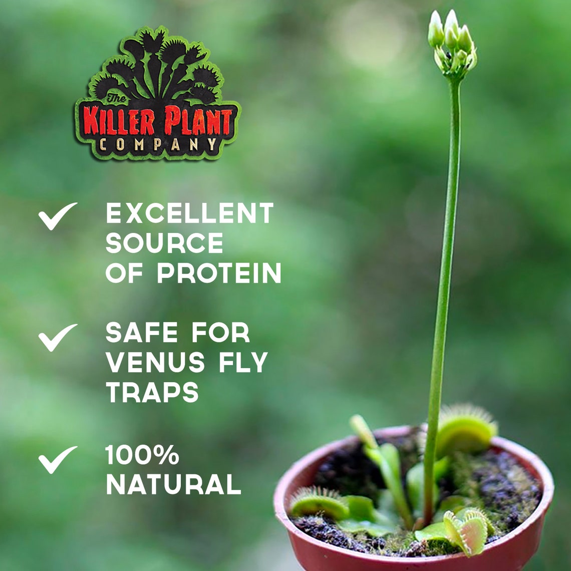 Venus Fly Trap Food Freeze Dried Meal Worms 4oz Etsy